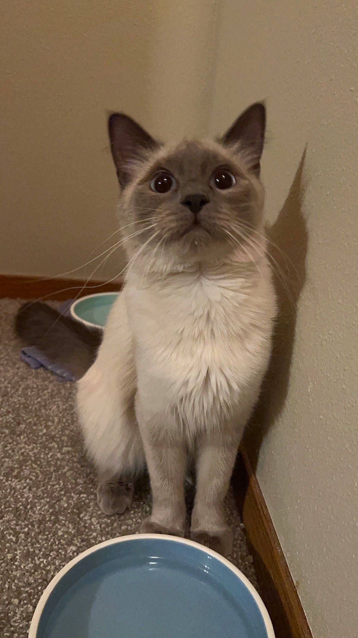 Suki joined the competition — help win amazing prizes! balinese, box, carnivore, cat, cat_supply, domestic_short_haired_cat, felidae, flooring, fur, grey, paw, photo_caption, serveware, siamese, small_to_medium_sized_cats, snout, tail, thai, whiskers