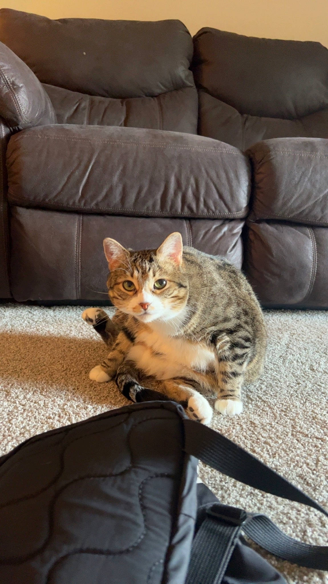Charlee is registered to the contest to win money with this photo: carnivore, cat, comfort, couch, domestic_short_haired_cat, door, felidae, floor, flooring, fur, hardwood, living_room, room, sitting, small_to_medium_sized_cats, studio_couch, tail, tree, whiskers, wood