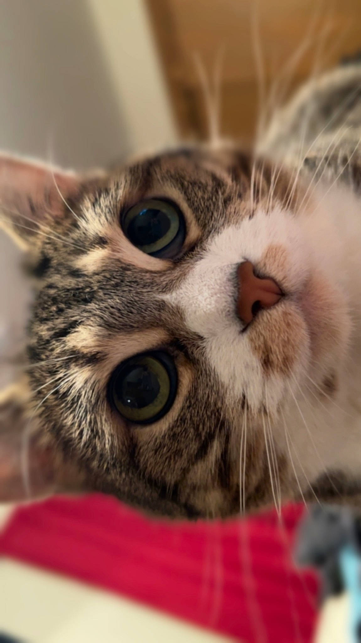 Charlee is registered to the contest to win money with this photo: carnivore, cat, claw, domestic_short_haired_cat, felidae, fur, iris, macro_photography, paw, small_to_medium_sized_cats, snout, terrestrial_animal, whiskers, wildlife