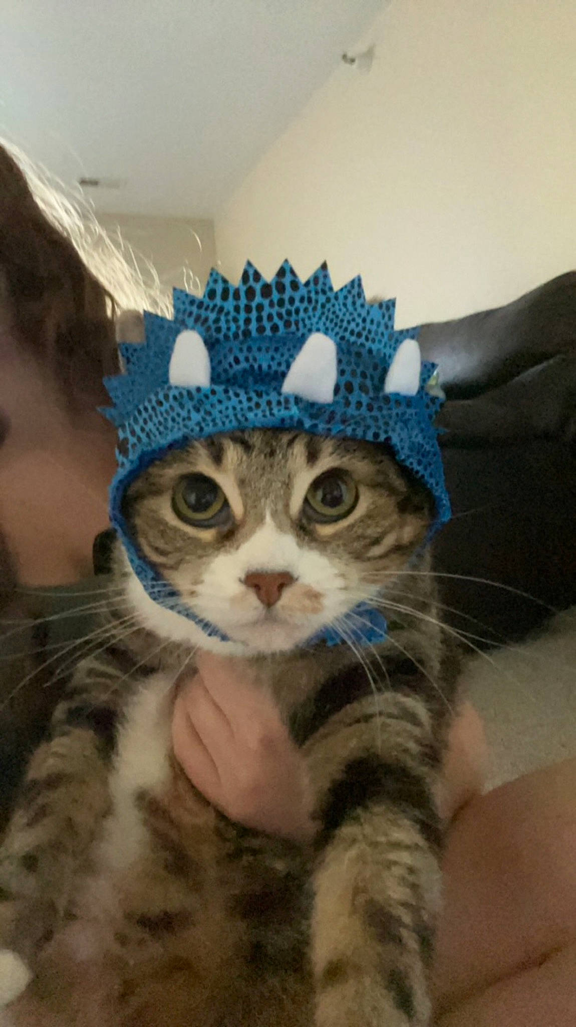 Charlee joined the competition — help win amazing prizes! cap, carnivore, cat, claw, costume_hat, domestic_short_haired_cat, fashion_accessory, fawn, felidae, fur, hat, paw, small_to_medium_sized_cats, snout, tail, terrestrial_animal, textile, whiskers