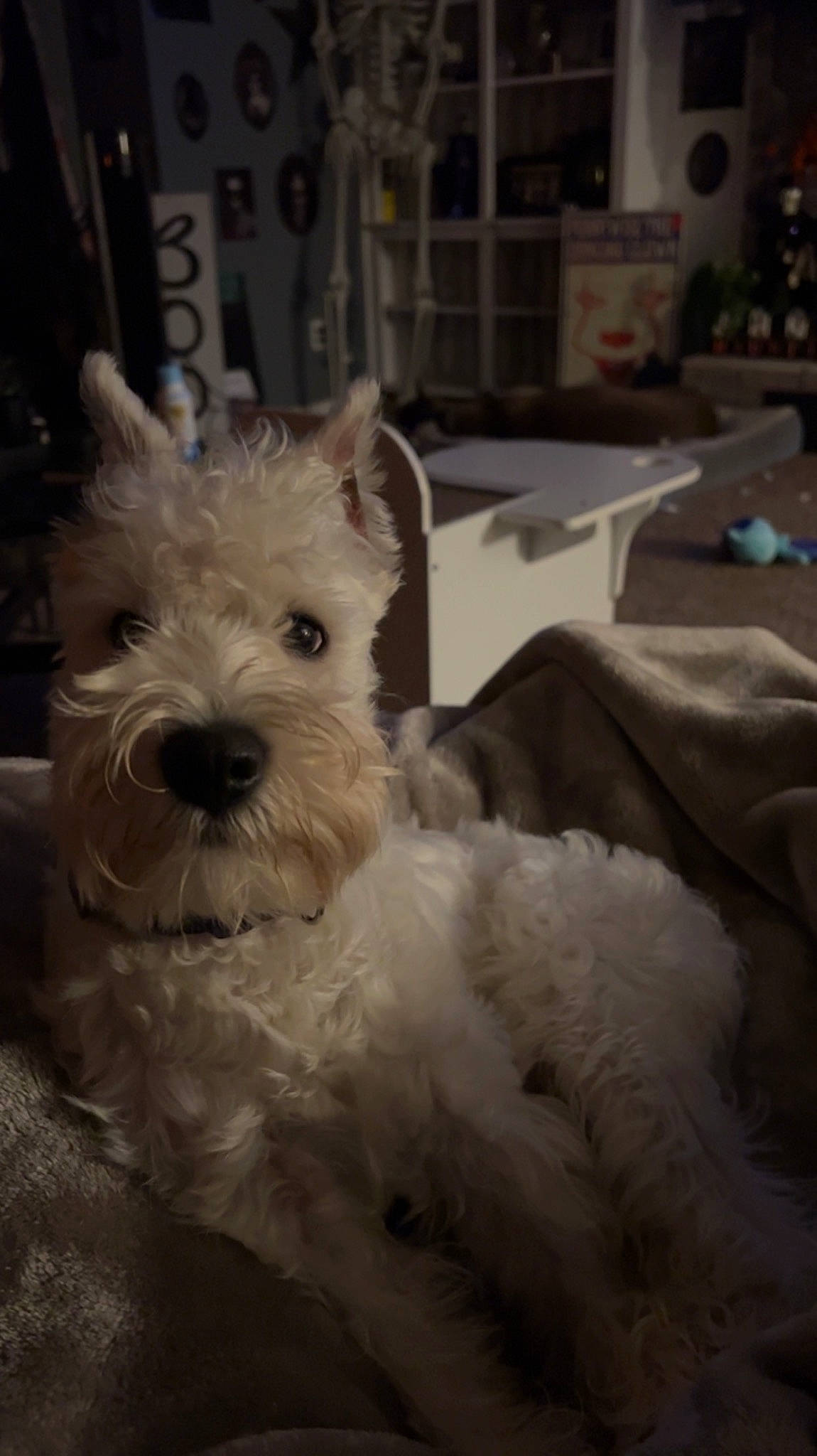 Walter is registered to the contest to win money with this photo: canidae, carnivore, companion_dog, dog, dog_breed, ear, fur, non_sporting_group, paw, small_terrier, snout, sporting_group, terrestrial_animal, terrier, toy_dog, whiskers, working_animal