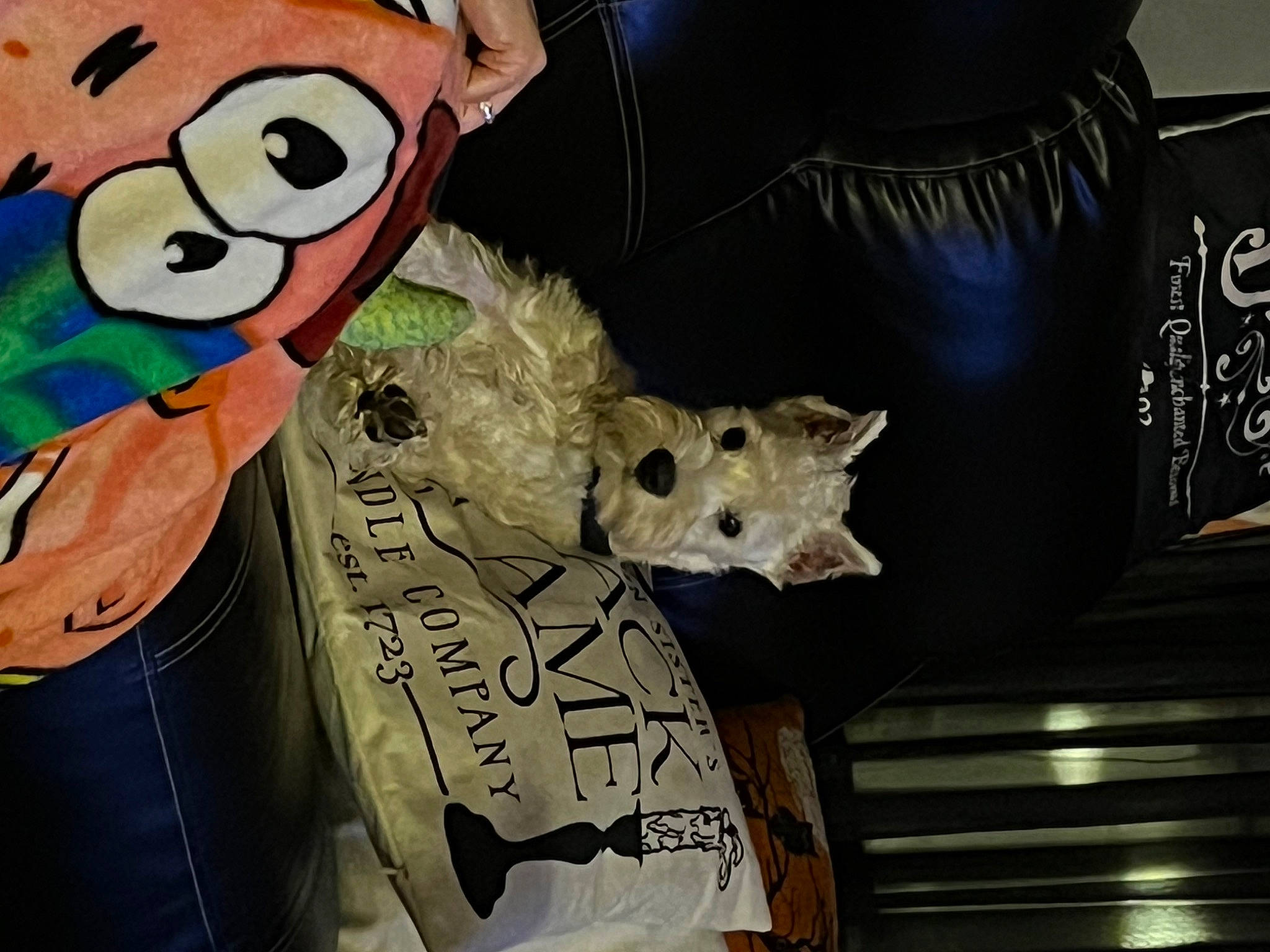 Walter joined the competition — help win amazing prizes! bag, canidae, carnivore, costume, couch, felidae, fiction, fun, fur, headgear, mask, plush, room, small_to_medium_sized_cats, stuffed_toy, t_shirt, tail, teddy_bear, toy, whiskers