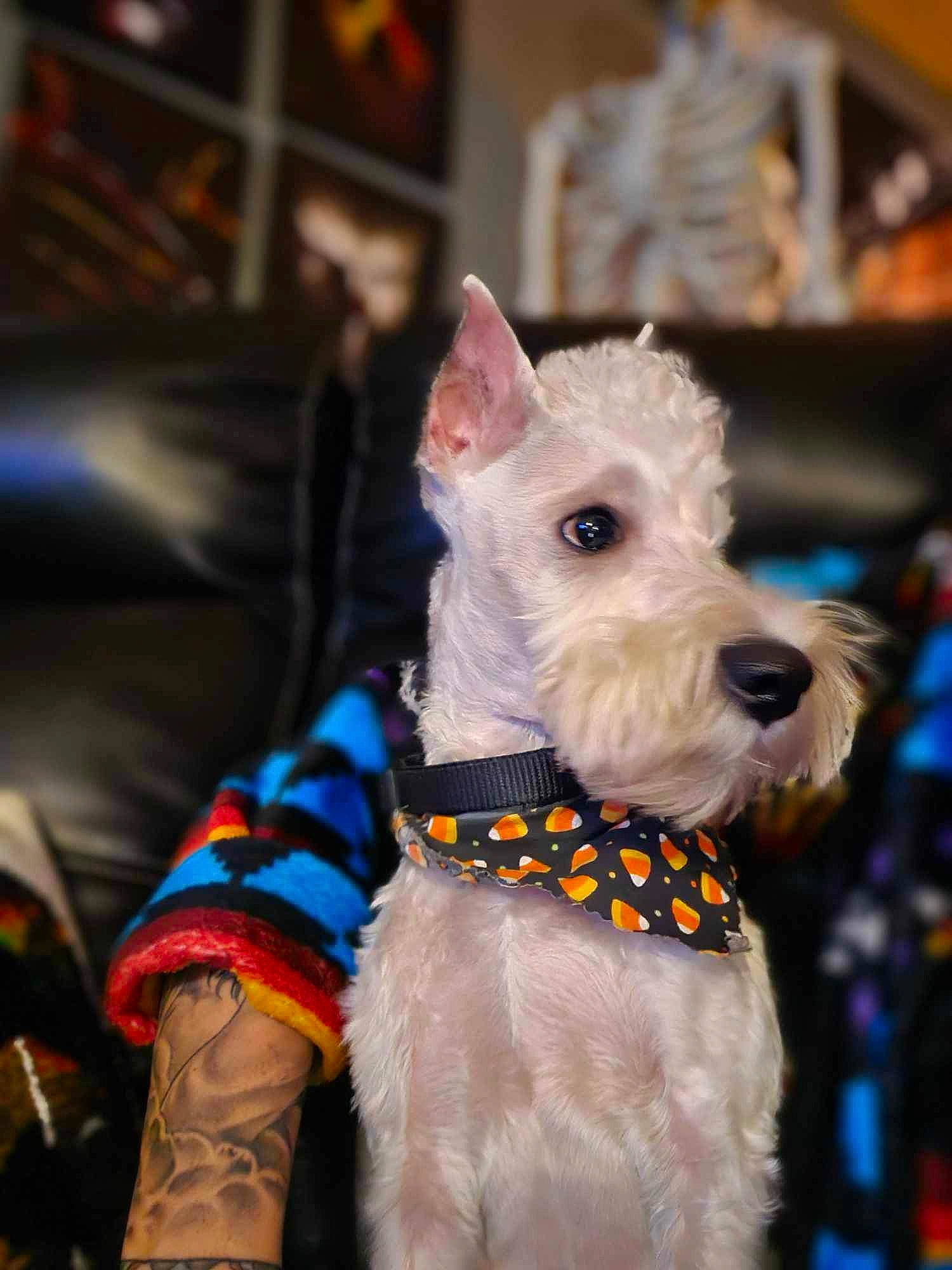 Walter joined the competition — help win amazing prizes! canidae, carnivore, collar, companion_dog, dog, dog_breed, dog_clothes, dog_collar, dog_supply, fashion_accessory, fawn, fur, leash, party_supply, pattern, snout, sporting_group, terrier, wire_hair_fox_terrier, working_animal