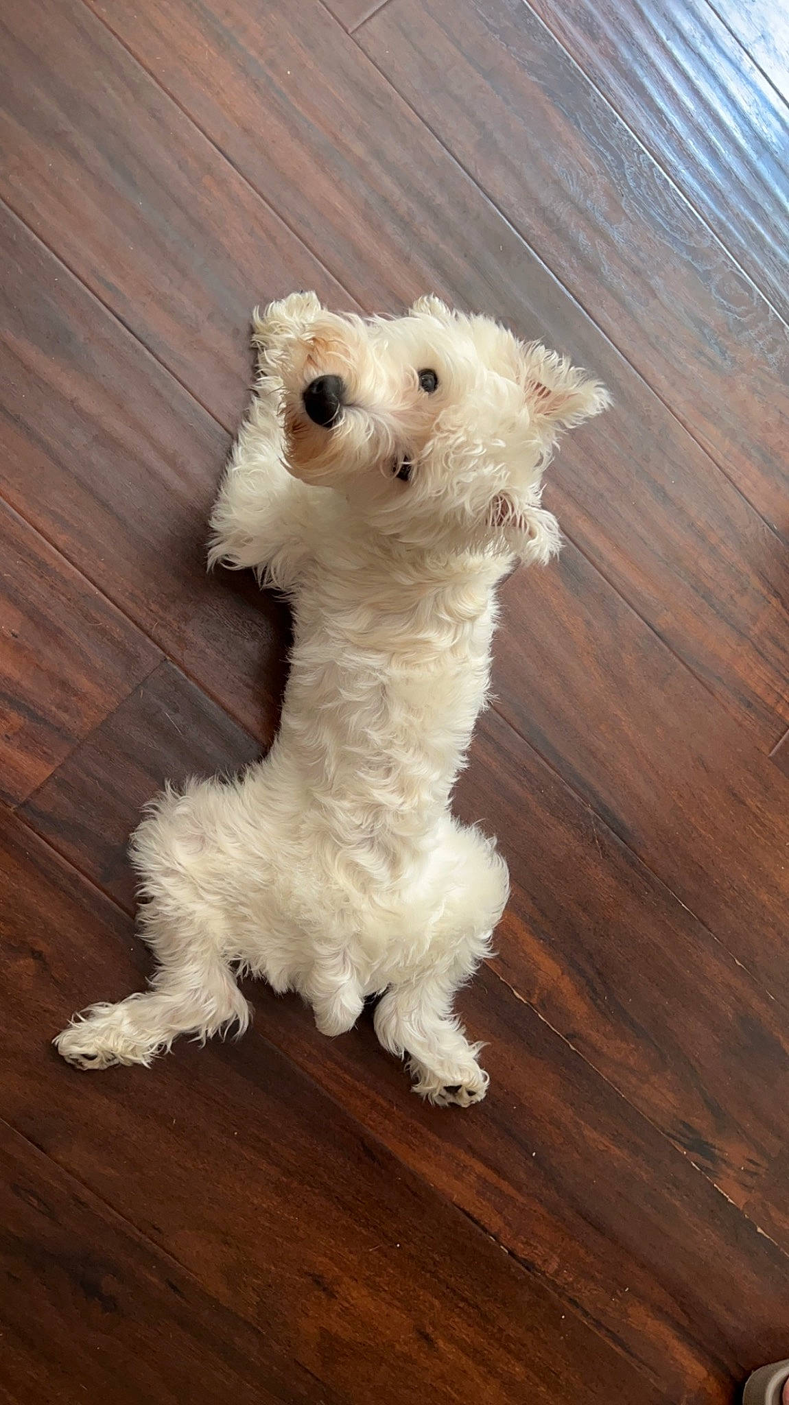 Walter joined the competition — help win amazing prizes! canidae, carnivore, companion_dog, dog, dog_breed, dress, fawn, flooring, glasses, hardwood, laminate_flooring, plant, snout, sporting_group, tail, toy, toy_dog, wood, wood_stain, working_animal