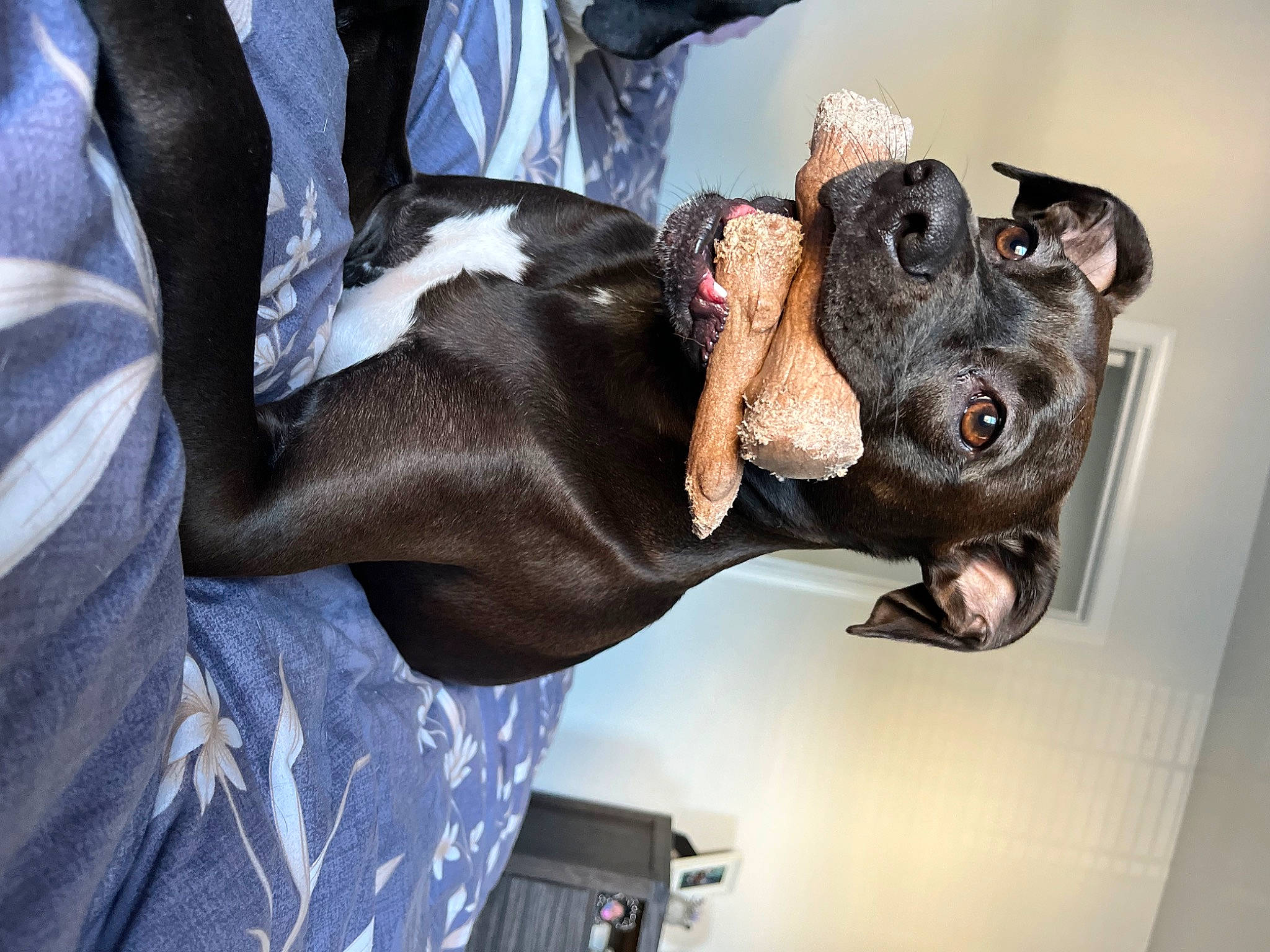 Lokie joined the competition — help win amazing prizes! canidae, carnivore, collar, companion_dog, dog, dog_breed, dog_collar, ear, fawn, fur, gesture, great_dane, guard_dog, non_sporting_group, snout, sporting_group, suit, tie, working_animal, wrinkle