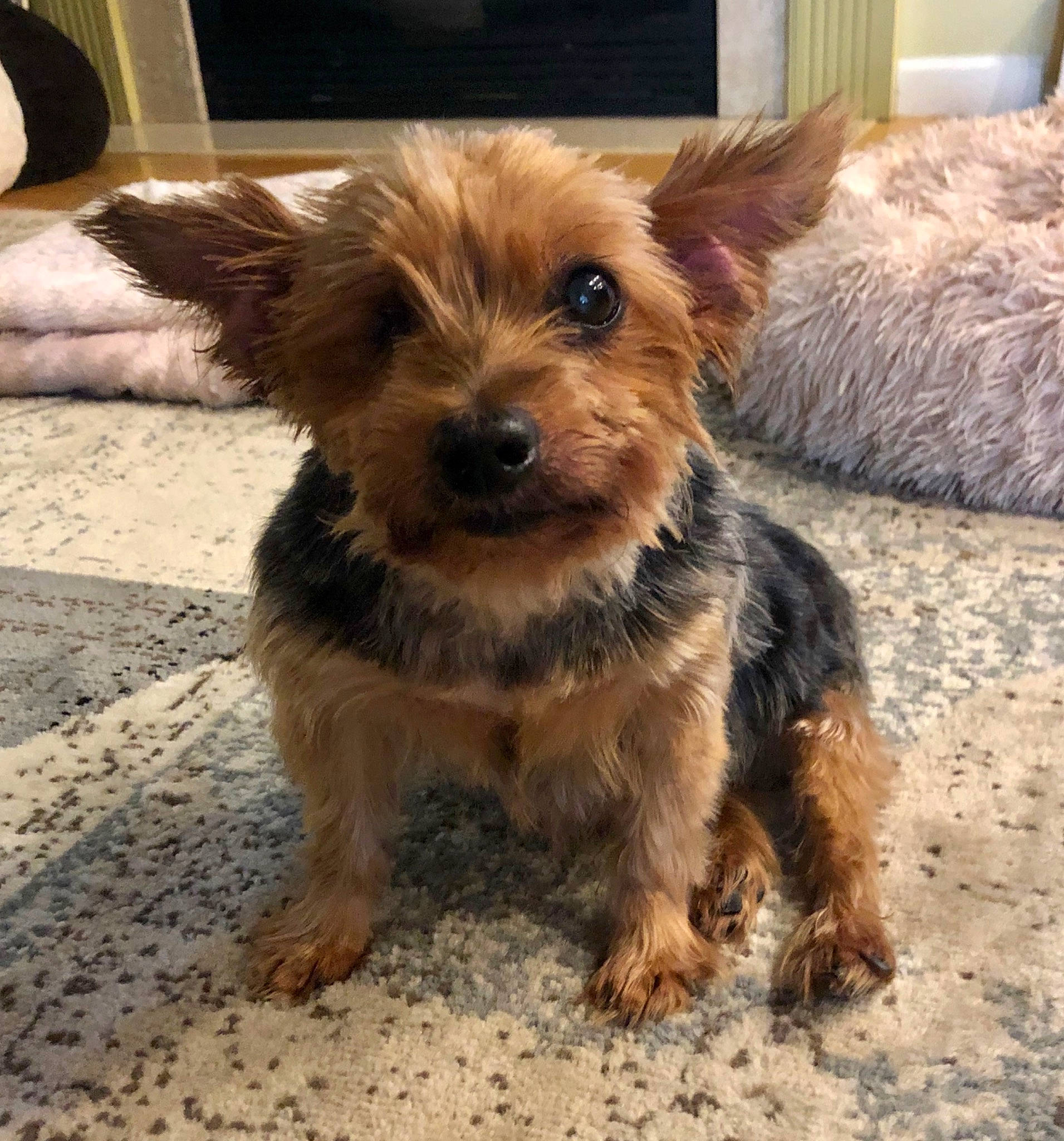 Molly is registered to the contest to win money with this photo: australian_terrier, biewer_terrier, canidae, carnivore, companion_dog, dog, dog_breed, dog_supply, fawn, fur, liver, maltepoo, small_terrier, sporting_group, terrestrial_animal, terrier, toy_dog, working_animal, working_terrier, yorkipoo