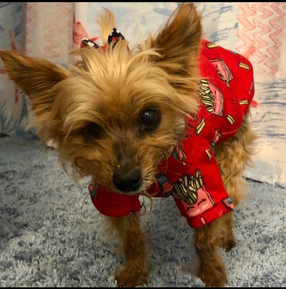 Molly is registered to the contest to win money with this photo: biewer_terrier, canidae, carnivore, companion_dog, dog, dog_breed, dog_clothes, dog_supply, fashion_accessory, fawn, fur, liver, small_terrier, snout, sporting_group, terrier, toy_dog, working_animal, yorkipoo, yorkshire_terrier