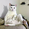 Nicky is registered to the contest to win money with this photo: animal, black_markings, cat, couch, cozy, cute, decoration, feline, fur, home, indoor, looking_at_camera, paw, pet, pink_paw_pads, relaxed_pose, resting, shadow, shelf, white_cat