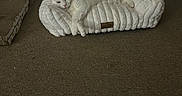 Nicky joined the competition — help win amazing prizes! animal, black_spots, carpet, cat, comfort, cozy, domestic, feline, fur, home, household, indoor, lazy, pet_bed, plastic_container, relaxed, resting, sleepy, toy_box, white_cat