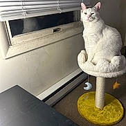 Nicky joined the competition — help win amazing prizes! animal, blinds, carpet, cat, cat_perch, cat_tree, furniture, indoor, looking, moon_toy, pet, plush, room, sitting, star_toy, table, toy, white_cat, window, yellow_base