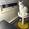 animal, blinds, carpet, cat, cat_perch, cat_tree, furniture, indoor, looking, moon_toy, pet, plush, room, sitting, star_toy, table, toy, white_cat, window, yellow_base