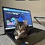 kitten, cat, laptop, indoor, tabby, blep, keyboard, curious, computer, technology, pet, animal, cute, home, screen, sports, resting, young, feline, closeup