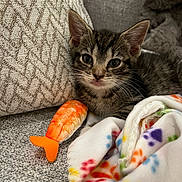 Tuna is registered to the contest to win money with this photo: kitten, cat, tabby, pet, plush_toy, shrimp_toy, blanket, paw_prints, couch, fabric, texture, indoor, cute, animal, feline, young, whiskers, ears, resting, curious