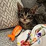 kitten, cat, tabby, pet, plush_toy, shrimp_toy, blanket, paw_prints, couch, fabric, texture, indoor, cute, animal, feline, young, whiskers, ears, resting, curious