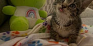 Tuna is registered to the contest to win money with this photo: kitten, cat, plush_toy, frog, rainbow, blanket, paw_prints, couch, indoor, cute, pet, animal, cozy, furniture, soft_toy, curious, tongue_out, striped, young, playful