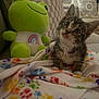 kitten, cat, plush_toy, frog, rainbow, blanket, paw_prints, couch, indoor, cute, pet, animal, cozy, furniture, soft_toy, curious, tongue_out, striped, young, playful