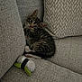 kitten, cat, tabby, couch, cushion, toy, indoor, pet, feline, small, cute, playful, gray, texture, resting, cozy, young, domestic, animal, curious