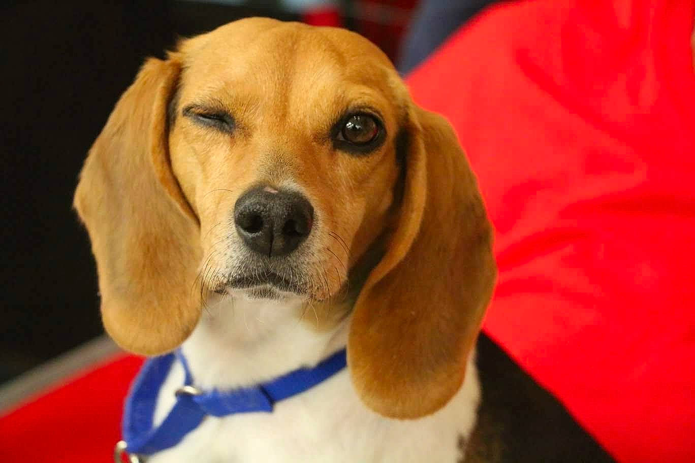 Pickles is registered to the contest to win money with this photo: beaglier, canidae, carnivore, collar, companion_dog, dog, dog_breed, dog_collar, dog_supply, fawn, fur, hound, paw, pet_supply, scent_hound, snout, sporting_group, toy, whiskers, working_animal