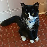 Persia is registered to the contest to win money with this photo: cat, tuxedo_cat, black_and_white, pet, animal, feline, collar, indoor, floor, tiles, whiskers, curious, sitting, cute, fur, tail, paw, domestic_animal, young_cat, closeup