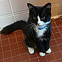 cat, tuxedo_cat, black_and_white, pet, animal, feline, collar, indoor, floor, tiles, whiskers, curious, sitting, cute, fur, tail, paw, domestic_animal, young_cat, closeup