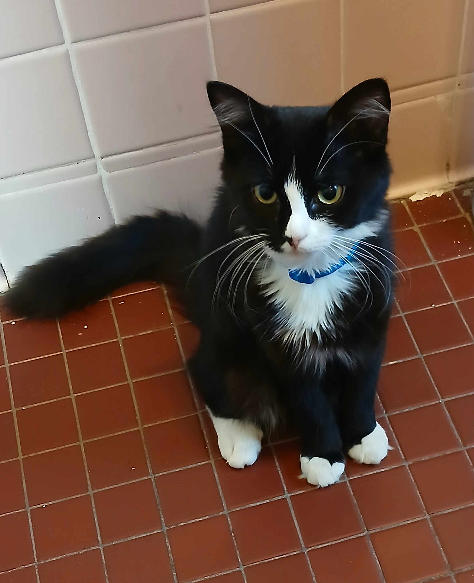 Persia is registered to the contest to win money with this photo: cat, tuxedo_cat, black_and_white, pet, animal, feline, collar, indoor, floor, tiles, whiskers, curious, sitting, cute, fur, tail, paw, domestic_animal, young_cat, closeup