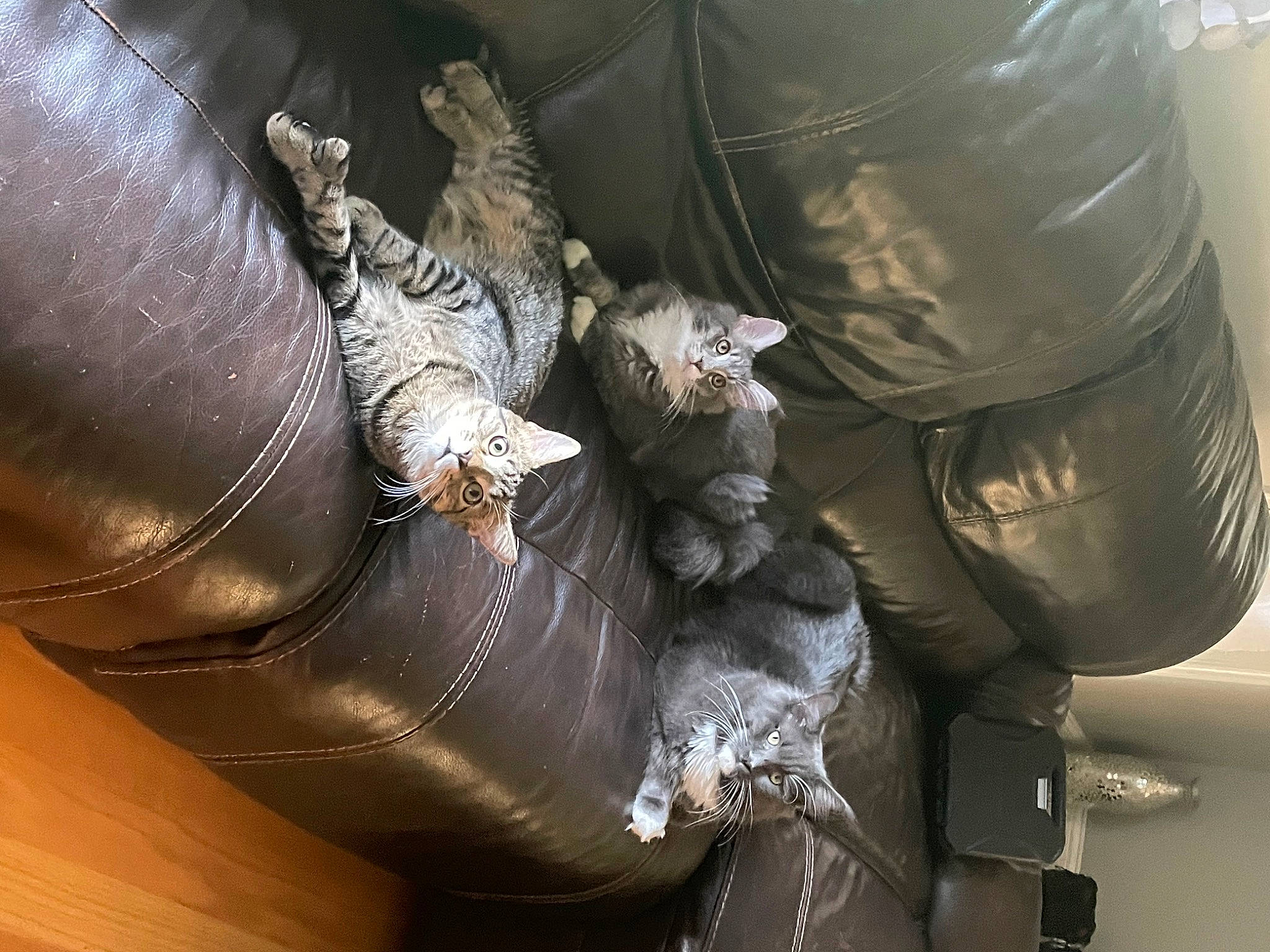 Mango joined the competition — help win amazing prizes! armour, auto_part, automotive_tire, automotive_wheel_system, denim, glove, hat, helmet, human_leg, leather, machine, metal, military, pattern, personal_protective_equipment, shoe, sleeve, textile, thigh, wood