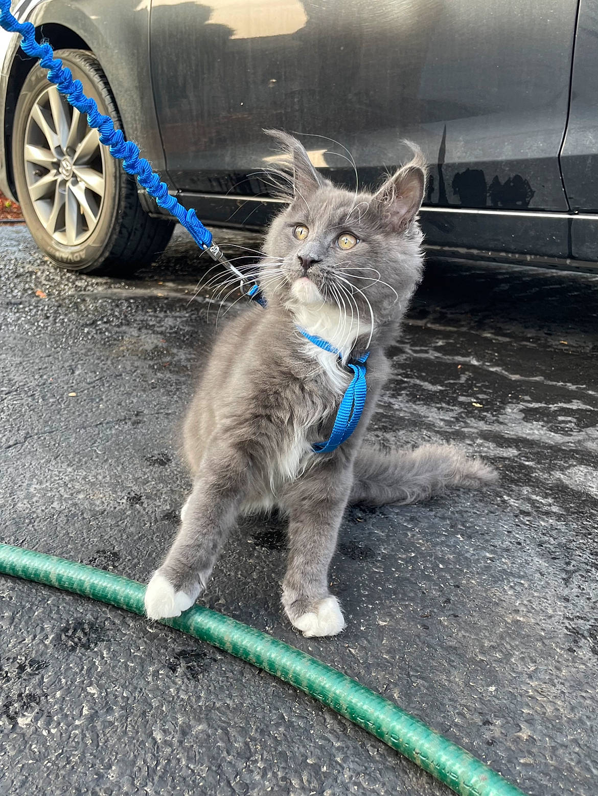 Mango is registered to the contest to win money with this photo: asphalt, automotive_exterior, automotive_tire, car, carnivore, cat, electric_blue, felidae, fender, motor_vehicle, road_surface, russian_blue, small_to_medium_sized_cats, snout, tail, tire, vehicle, vehicle_door, wheel, whiskers