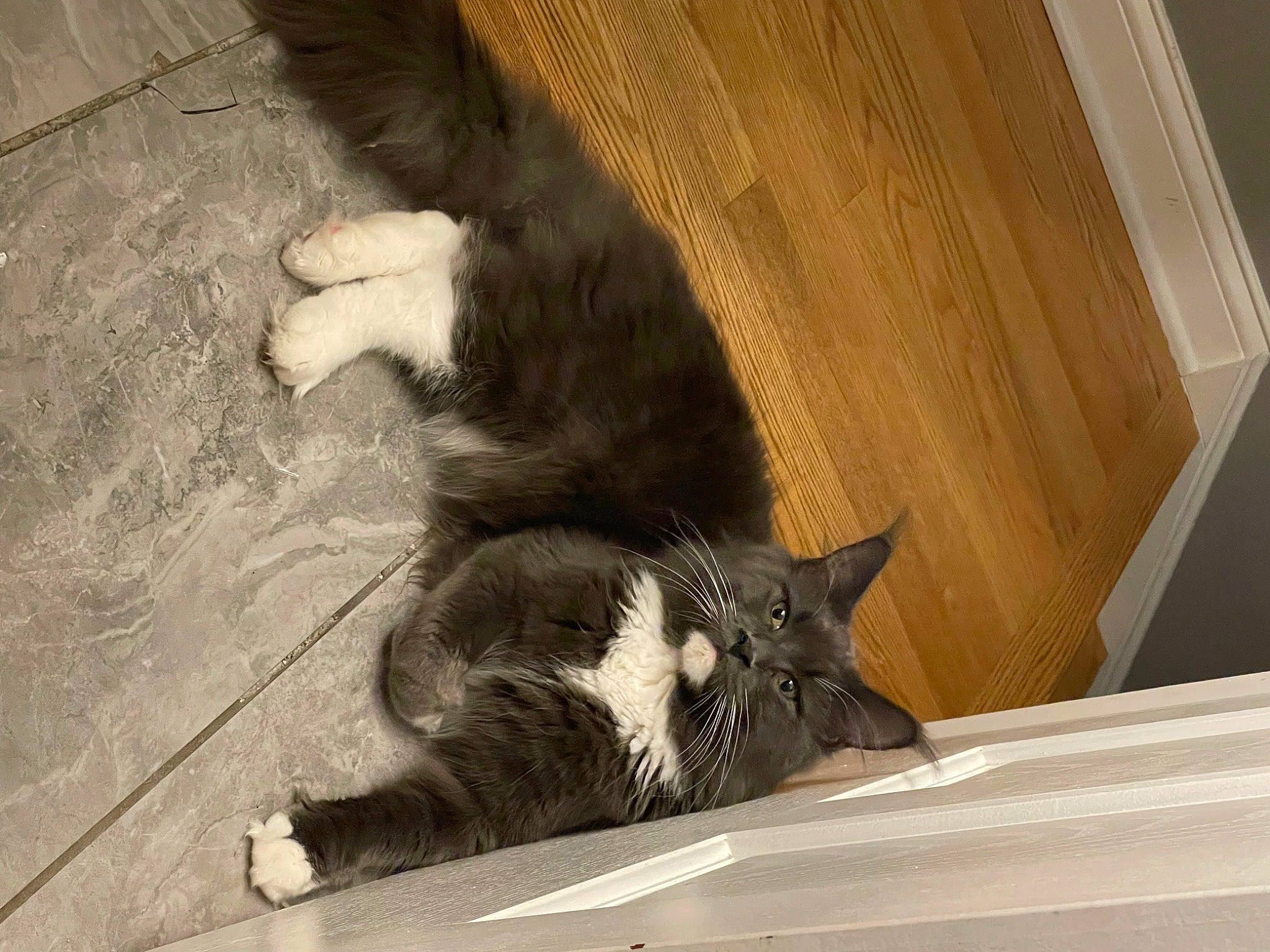 Mango joined the competition — help win amazing prizes! black_cat, canidae, carnivore, cat, claw, comfort, dog_breed, domestic_short_haired_cat, felidae, flooring, foot, fur, hardwood, human_leg, paw, small_to_medium_sized_cats, snout, tail, whiskers, wood