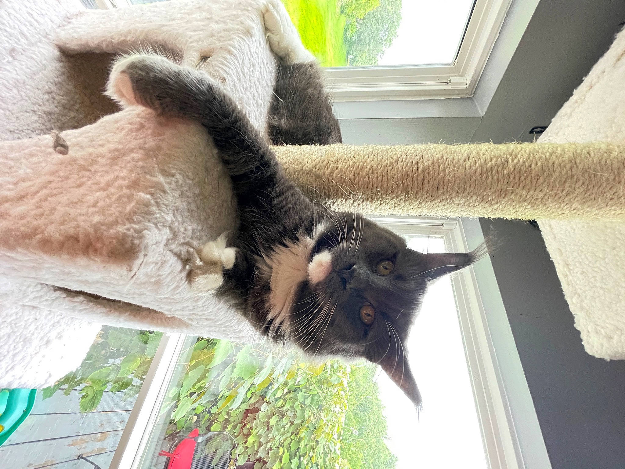 Mango is registered to the contest to win money with this photo: canidae, carnivore, cat, claw, comfort, dog_breed, domestic_short_haired_cat, fawn, felidae, fur, hardwood, plant, small_to_medium_sized_cats, snout, sporting_group, tail, tree, whiskers, window, wood