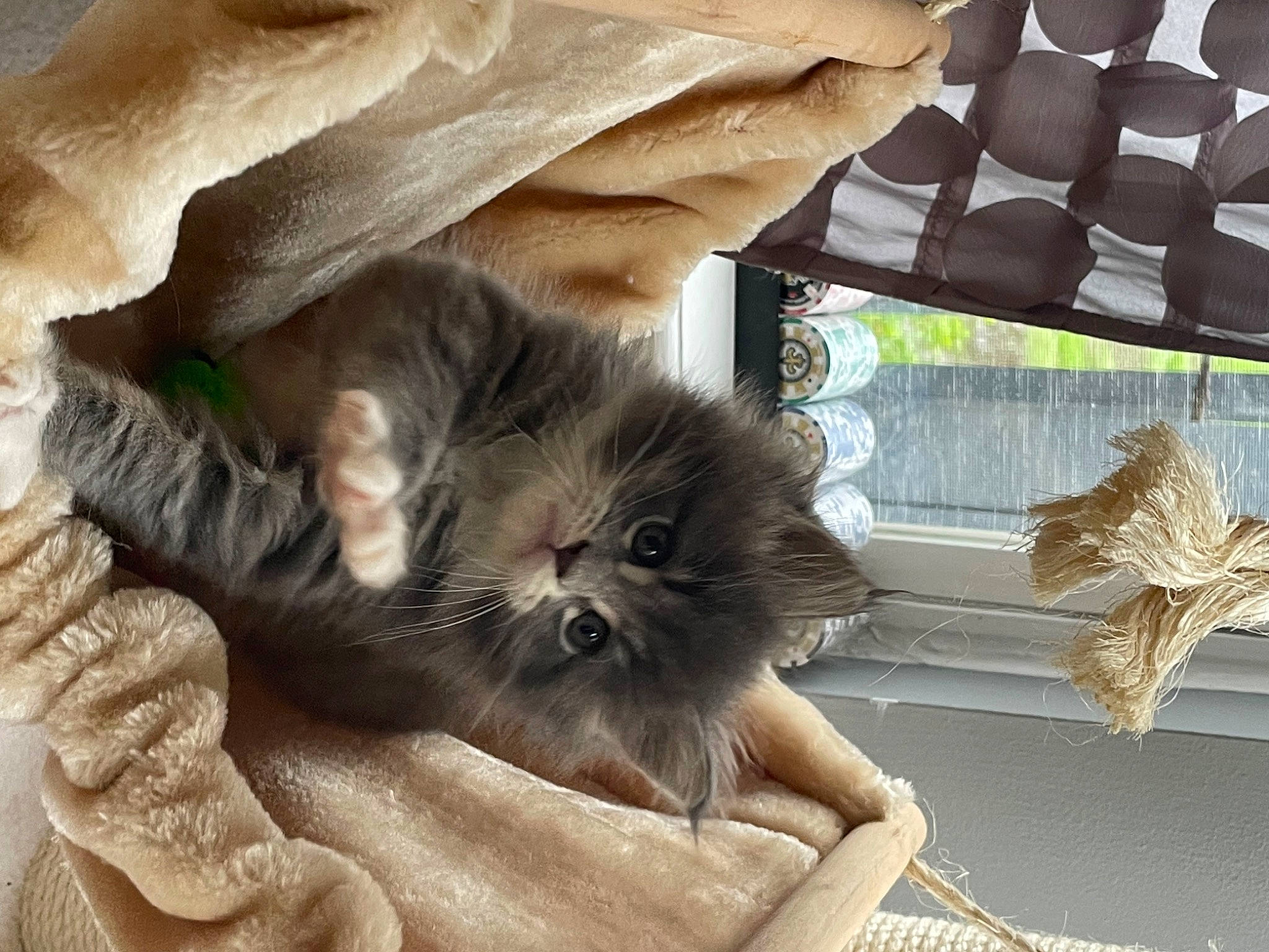 Baby G is registered to the contest to win money with this photo: box, british_longhair, carnivore, cat, claw, comfort, companion_dog, couch, domestic_short_haired_cat, fawn, felidae, fur, nap, paw, plant, small_to_medium_sized_cats, snout, tail, whiskers, window
