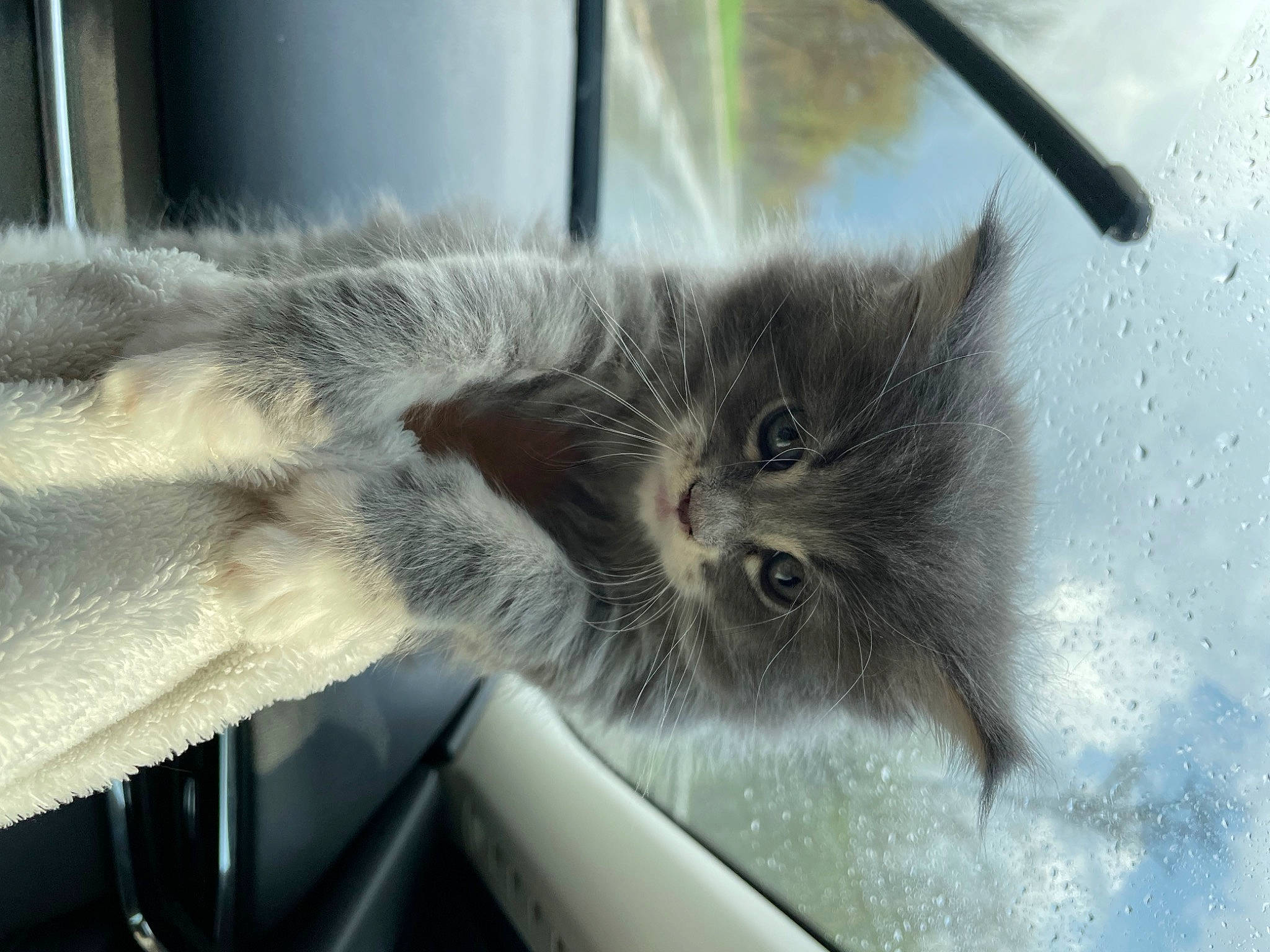 Baby G joined the competition — help win amazing prizes! carnivore, cat, domestic_short_haired_cat, felidae, fur, grey, plant, small_to_medium_sized_cats, snout, tail, whiskers, window