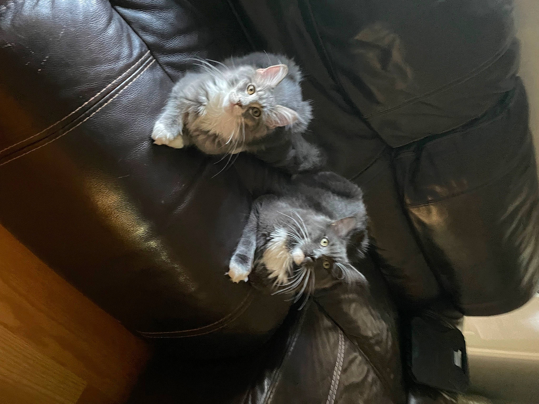 Baby G is registered to the contest to win money with this photo: auto_part, bag, baggage, carnivore, cat, comfort, felidae, fur, hardwood, human_leg, lap, leather, luggage_and_bags, natural_material, sitting, small_to_medium_sized_cats, tail, whiskers, wood