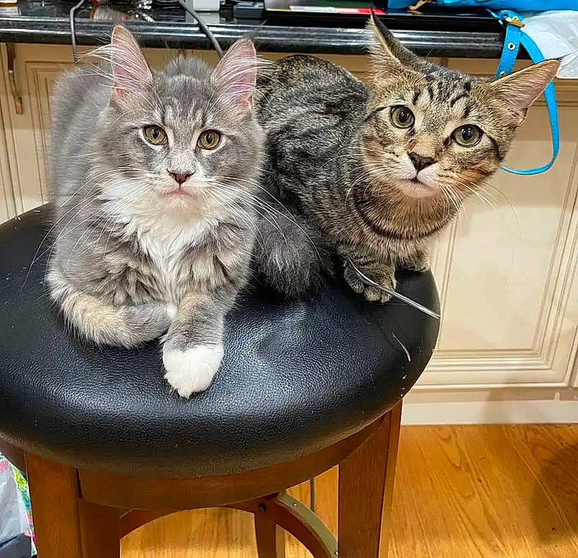 Baby G joined the competition — help win amazing prizes! carnivore, cat, cat_furniture, cat_supply, claw, comfort, domestic_short_haired_cat, felidae, flooring, fur, hardwood, paw, sitting, small_to_medium_sized_cats, tail, varnish, whiskers, window, wood, wood_stain