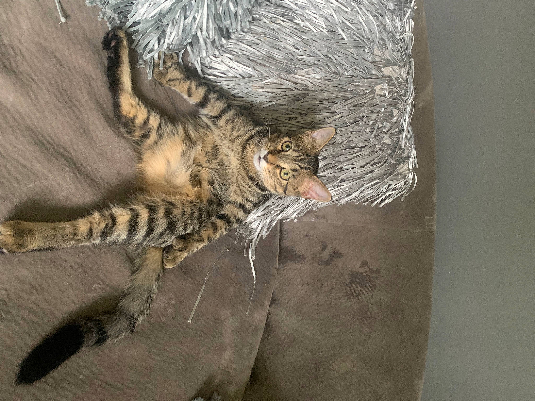 Cheeky joined the competition — help win amazing prizes! bengal_tiger, big_cats, carnivore, cat, claw, comfort, domestic_short_haired_cat, feather, felidae, foot, fur, grey, paw, siberian_tiger, small_to_medium_sized_cats, snout, tail, terrestrial_animal, whiskers, wood