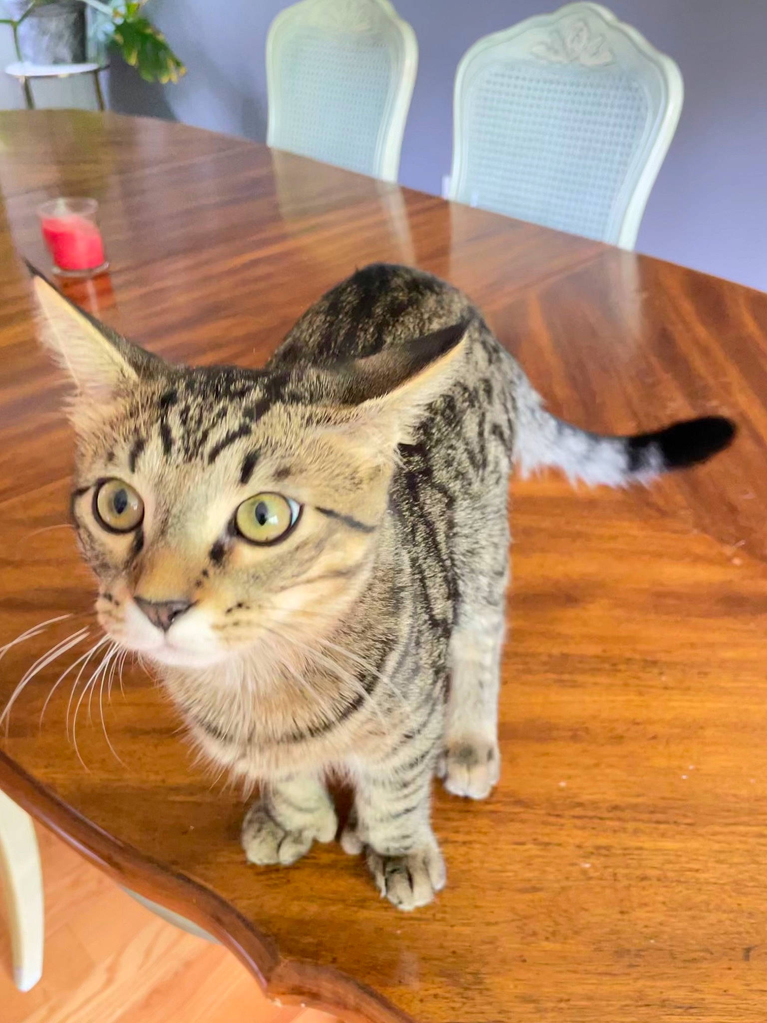 Cheeky is registered to the contest to win money with this photo: carnivore, cat, chair, comfort, domestic_short_haired_cat, felidae, floor, flooring, fur, hardwood, paw, small_to_medium_sized_cats, snout, table, tail, terrestrial_animal, varnish, whiskers, wood, wood_flooring