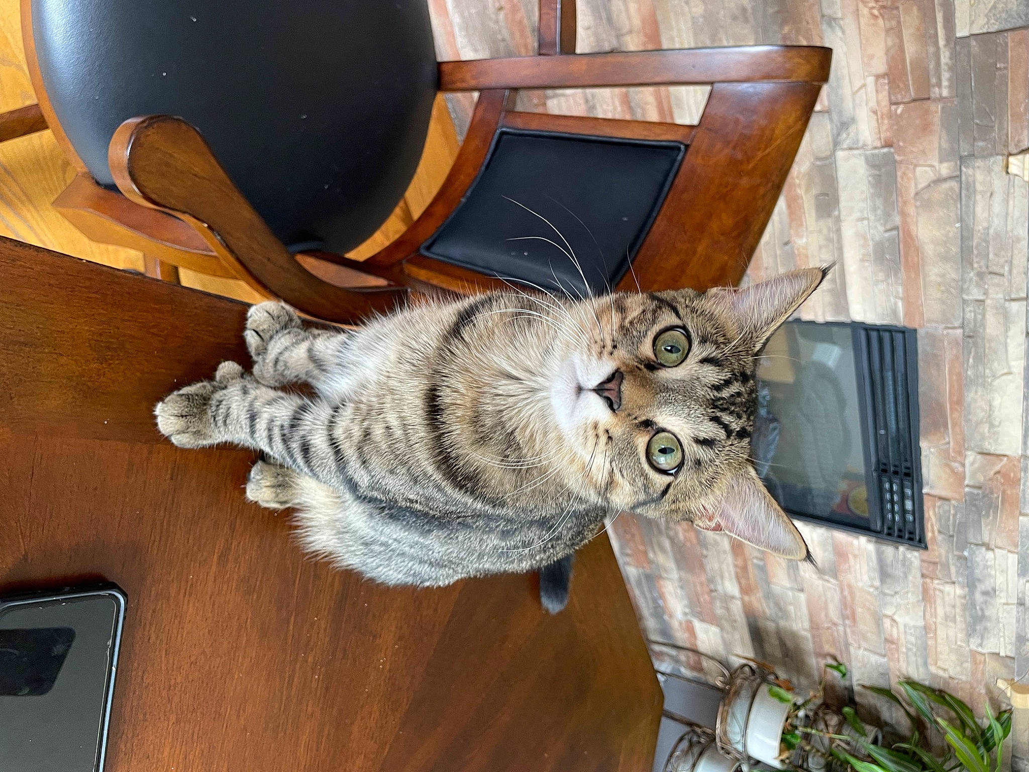 Cheeky joined the competition — help win amazing prizes! art, building, carnivore, cat, chair, comfort, domestic_short_haired_cat, felidae, flooring, fur, grey, hardwood, houseplant, plant, small_to_medium_sized_cats, table, tail, whiskers, window, wood