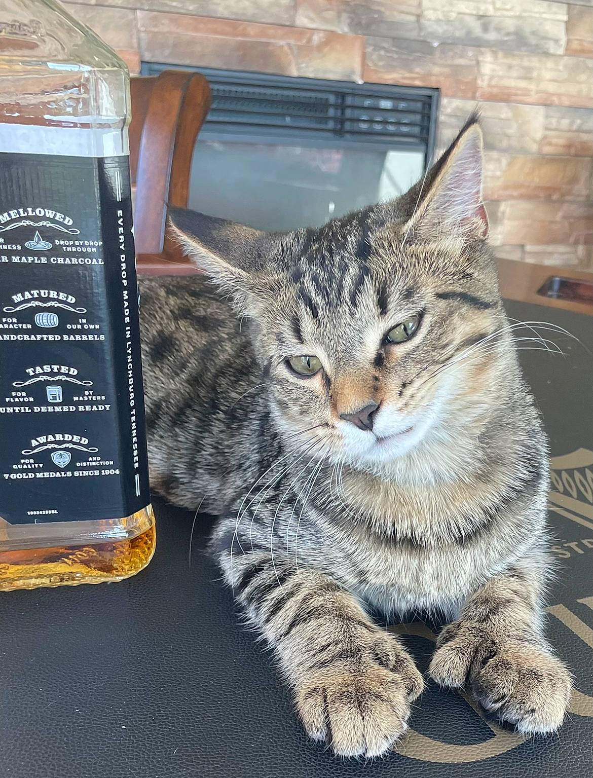 Cheeky joined the competition — help win amazing prizes! carnivore, cat, claw, domestic_short_haired_cat, drinkware, felidae, fur, liquid, paw, small_to_medium_sized_cats, snout, tail, terrestrial_animal, whiskers