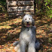 Harley joined the competition — help win amazing prizes! dog, animal, outdoor, forest, leaves, autumn, sunlight, grass, wood, log_structure, nature, pet, fluffy, smiling, sitting, collar, happy, shaggy, canine, daylight