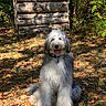dog, animal, outdoor, forest, leaves, autumn, sunlight, grass, wood, log_structure, nature, pet, fluffy, smiling, sitting, collar, happy, shaggy, canine, daylight
