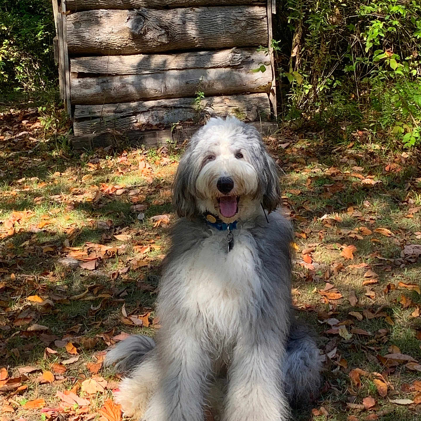 Harley joined the competition — help win amazing prizes! dog, animal, outdoor, forest, leaves, autumn, sunlight, grass, wood, log_structure, nature, pet, fluffy, smiling, sitting, collar, happy, shaggy, canine, daylight
