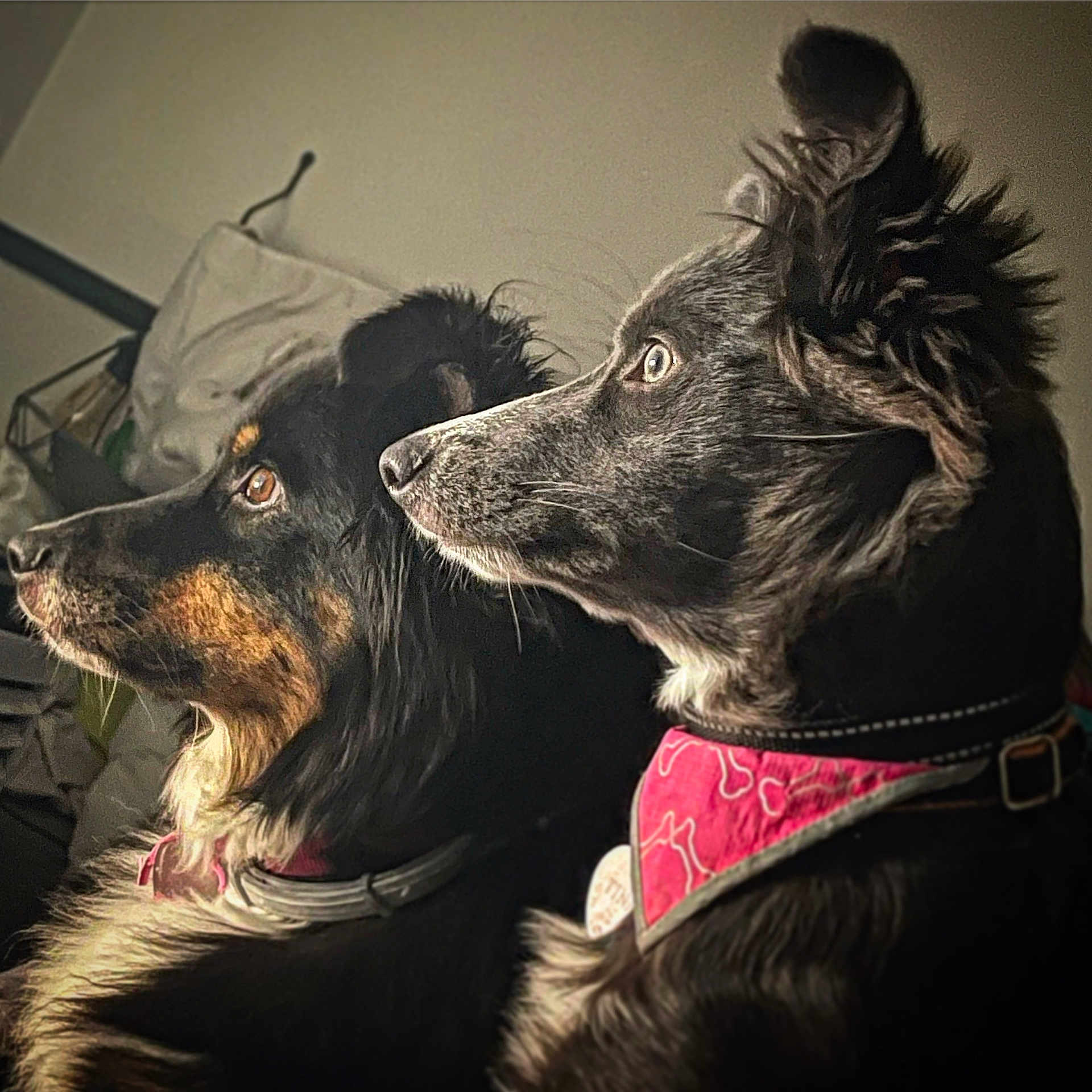 Nala Et Tina a rejoint le concours — aidez-le/la à gagner de superbes lots ! accessories, animal, canine, collie, couch, cushion, dog, face, furniture, germanshepherd, head, homedecor, hound, indoors, person, pet, puppy, snout, strap, terrier
