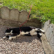 Prince a rejoint le concours — aidez-le/la à gagner de superbes lots ! cat, black_and_white_cat, outdoor, sunlight, gravel, leash, grass, garden, concrete_border, resting, pet, animal, nature, relaxing, feline, daylight, small_stones, tethered, peaceful, summer