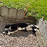 cat, black_and_white_cat, outdoor, sunlight, gravel, leash, grass, garden, concrete_border, resting, pet, animal, nature, relaxing, feline, daylight, small_stones, tethered, peaceful, summer