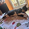 Prince participe au concours pour gagner de l'argent avec cette photo : cat, black_and_white, tablecloth, strawberry, pattern, indoor, door, glass, natural_light, feline, relaxed, resting, paw, floor_tile, chair, radiator, orange_wall, home, window, decor