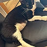 Prince participe au concours pour gagner de l'argent avec cette photo : cat, tuxedo_cat, black_and_white, indoor, chair, leather, furniture, relaxed, pet, animal, floor, tile_floor, table, tablecloth, paw, whiskers, domestic_cat, resting, looking_away, home