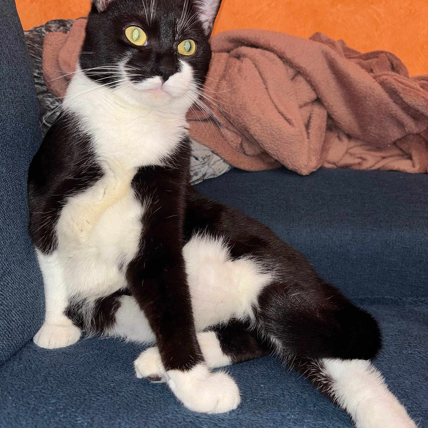Prince participe au concours pour gagner de l'argent avec cette photo : cat, black_and_white, yellow_eyes, couch, blanket, orange_wall, indoor, pet, feline, relaxed, alert, fur, whiskers, paw, sitting, cozy, domestic, animal, cute, household