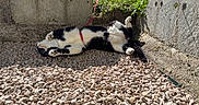 Prince a rejoint le concours — aidez-le/la à gagner de superbes lots ! cat, black_and_white, pet, animal, outdoor, sunlight, gravel, garden, fence, collar, leash, relaxed, playing, paw, sunbathing, nature, flora, resting, cute, domestic