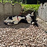 cat, black_and_white, pet, animal, outdoor, sunlight, gravel, garden, fence, collar, leash, relaxed, playing, paw, sunbathing, nature, flora, resting, cute, domestic