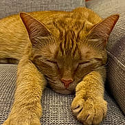 Yuma participe au concours pour gagner de l'argent avec cette photo : animal, cat, close_up, couch, cozy, cute, domestic_animal, feline, fur, furniture, ginger_cat, indoor, mammal, nap, paws, pet, relaxation, resting, sleeping, whiskers
