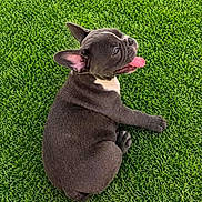 Sky joined the competition — help win amazing prizes! dog, french_bulldog, puppy, pet, animal, grass, outdoor, lying_down, tongue_out, black_dog, short_hair, floppy_ears, portrait, playful, relaxed, green_background, lawn, cute, canine, photography